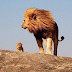 Top 10 good cute animals & birds images, greetings,pictures for whatsapp and Facebook - bestwishespics.