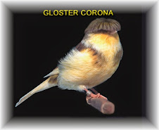Gloster Corona