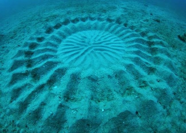 Удивительные круги появляющиеся на морском дне