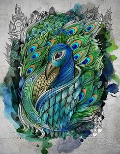 peacock images