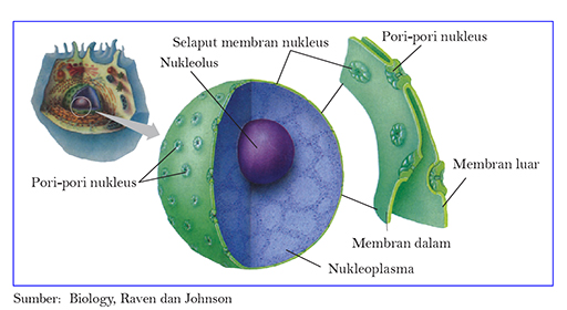 Gambar struktur inti sel