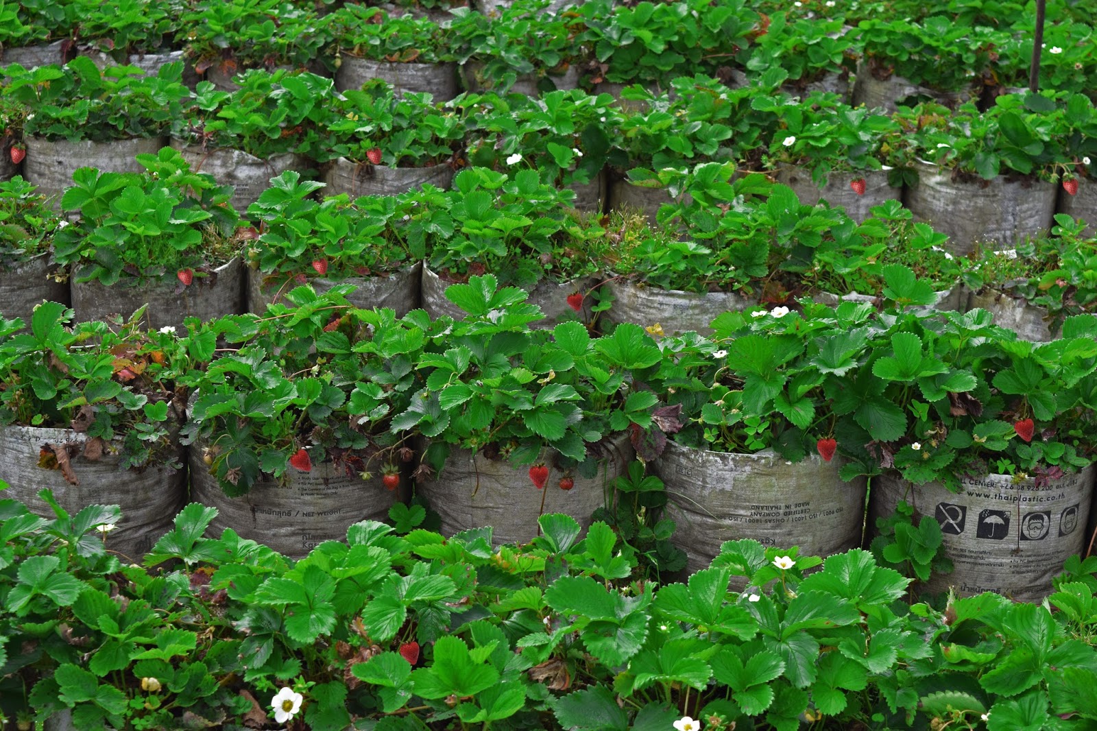 Kebun Strawberry ~ Nava Hotel Tawangmangu