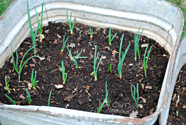 Onions growing in a container that can be moved around as the sun moves during the day.