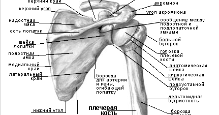 Плечевой сустав анатомия в карандаше