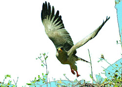 flying birds various