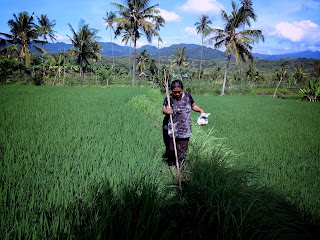 Familiarize Walking on The Pathway Of The Rice Field At Ringdikit Village North Bali