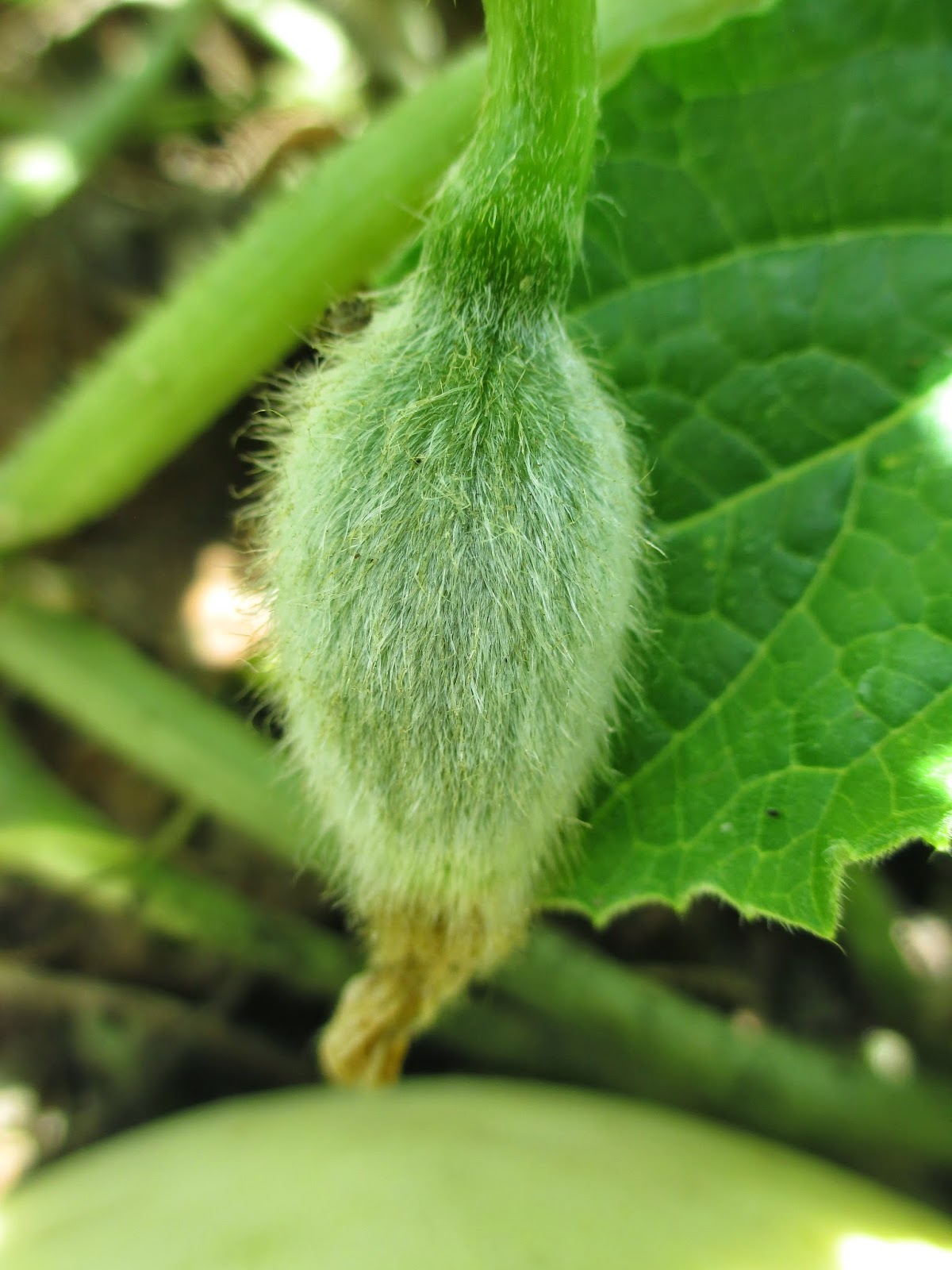 Andie's Way Melon Mayhem