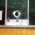 Urgente! Bandidos metralham posto da PRF e fazem um, cabo da PM como refém , em Açailândia