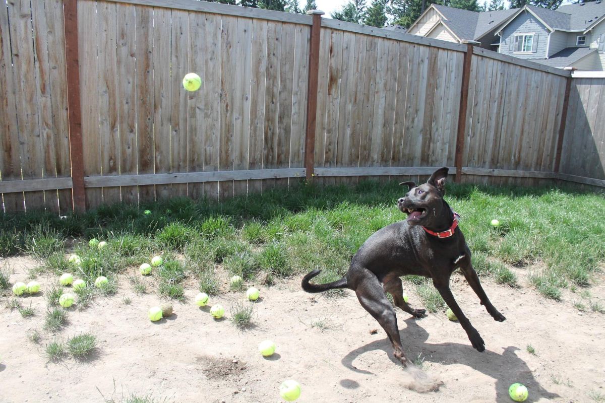Собака теннисист. Dog 60. Dog balls pics.