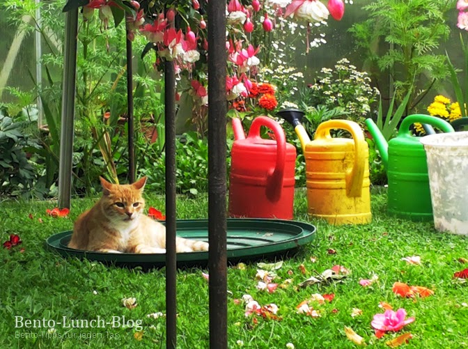 Bento Lunch Blog Rundgang durch den Gemüsegarten