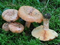 ciuperci rascovi oxyuris vermicularis shqip