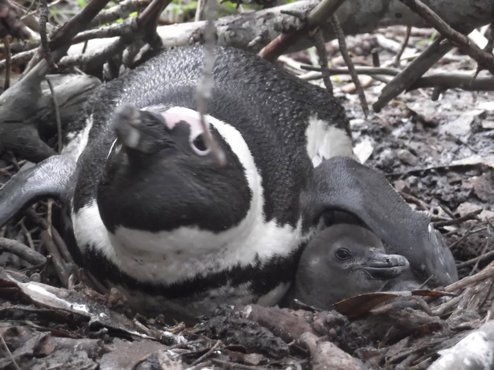 Robben Island Penguin Tracks: You Can Help