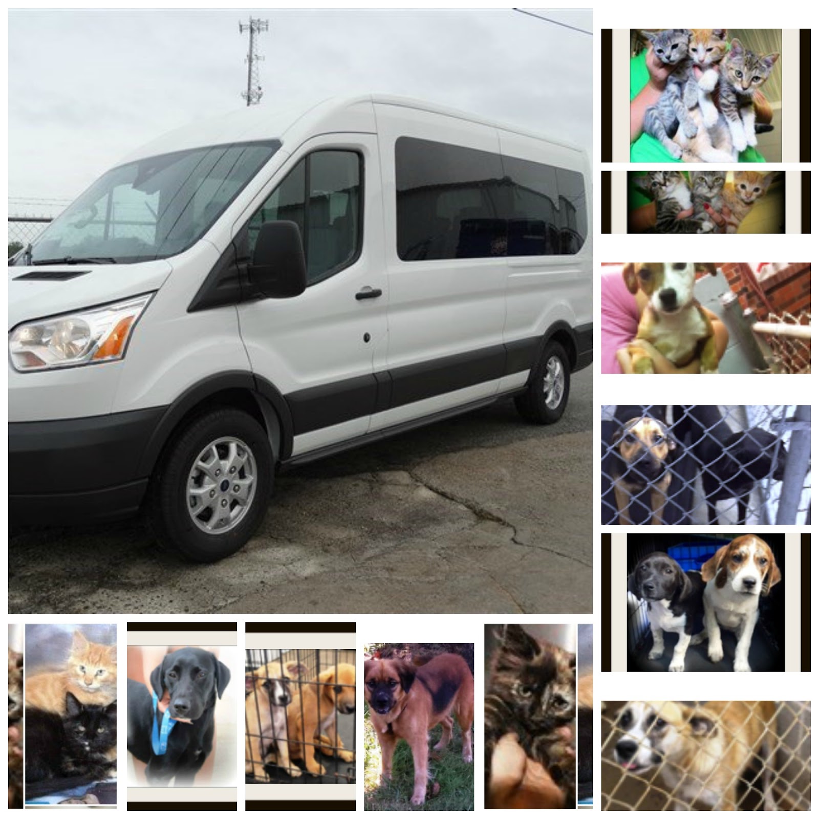 TLC Animal Shelter News