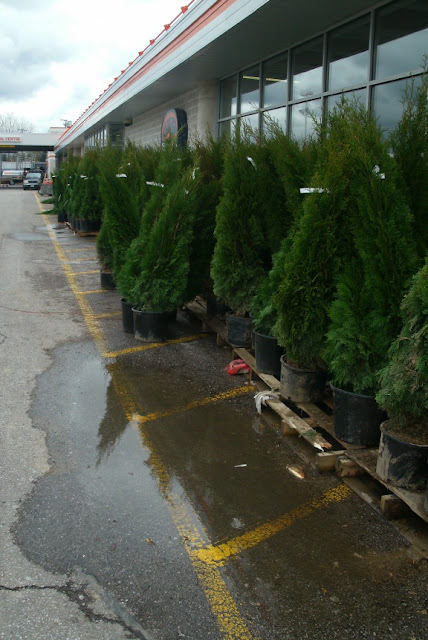 More Thuja occidentalis smaragd Emerald cedars in a  big box store parking lot by garden muses: a Toronto gardening blog