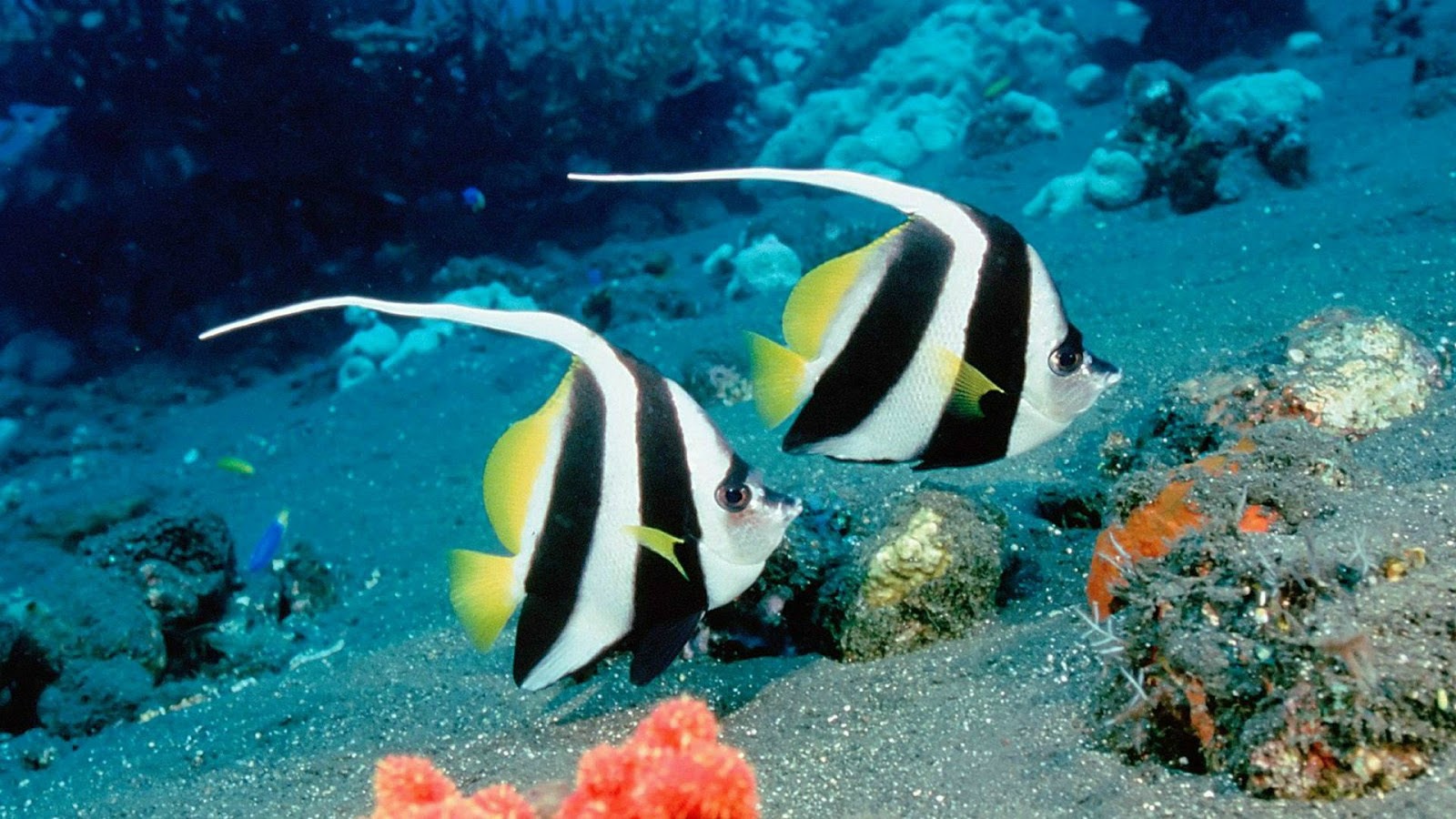 Fish Wallpapers Fish Wallpapers