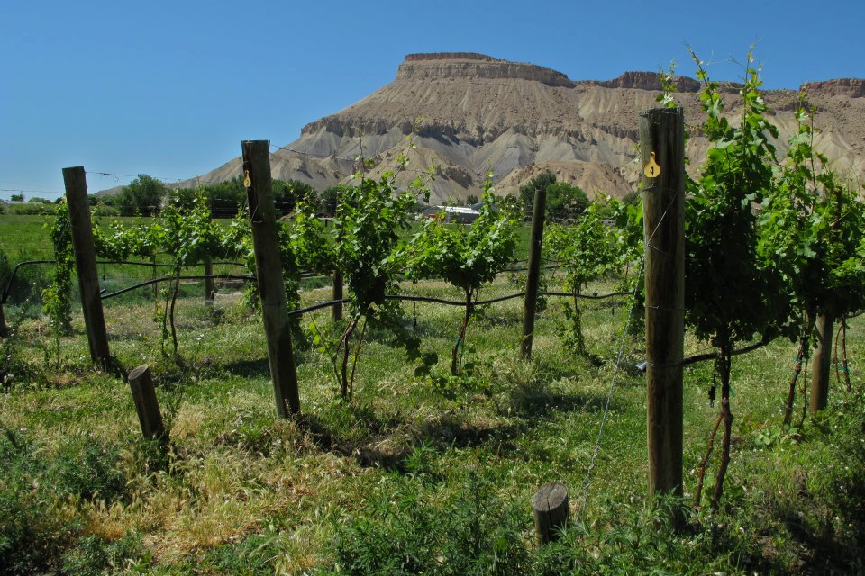Red Rock Adventures Fruita Mountain Biking + Palisade Wine Tour