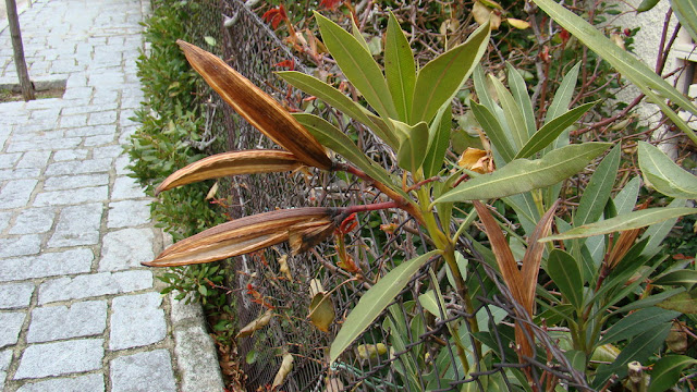Adelfa (Nerium oleander L.).