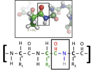 BIOLOGI GONZAGA: LATIHAN SOAL SYSTEM PENCERNAAN