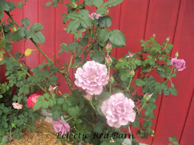 Pink rose bush with many buds