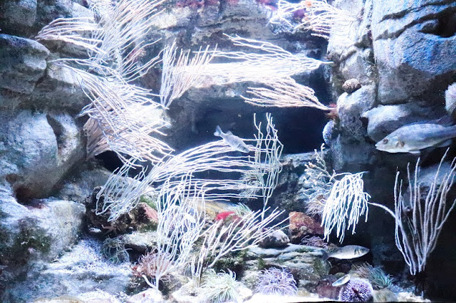 cineaqua-aquarium-paris