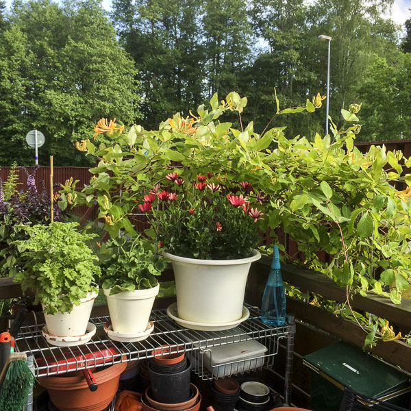 uteplatsblommor uteplatsblommor