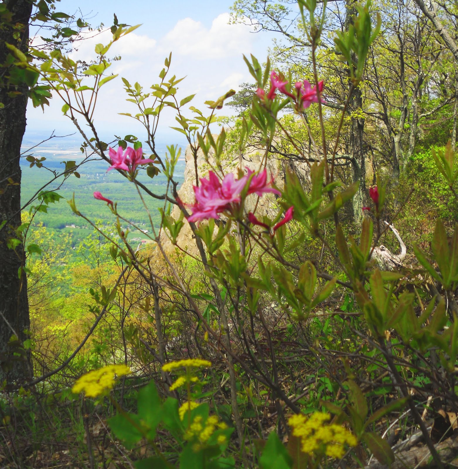Culpeper Virginia Blue Ridge Mountain Flowers Mothers Day