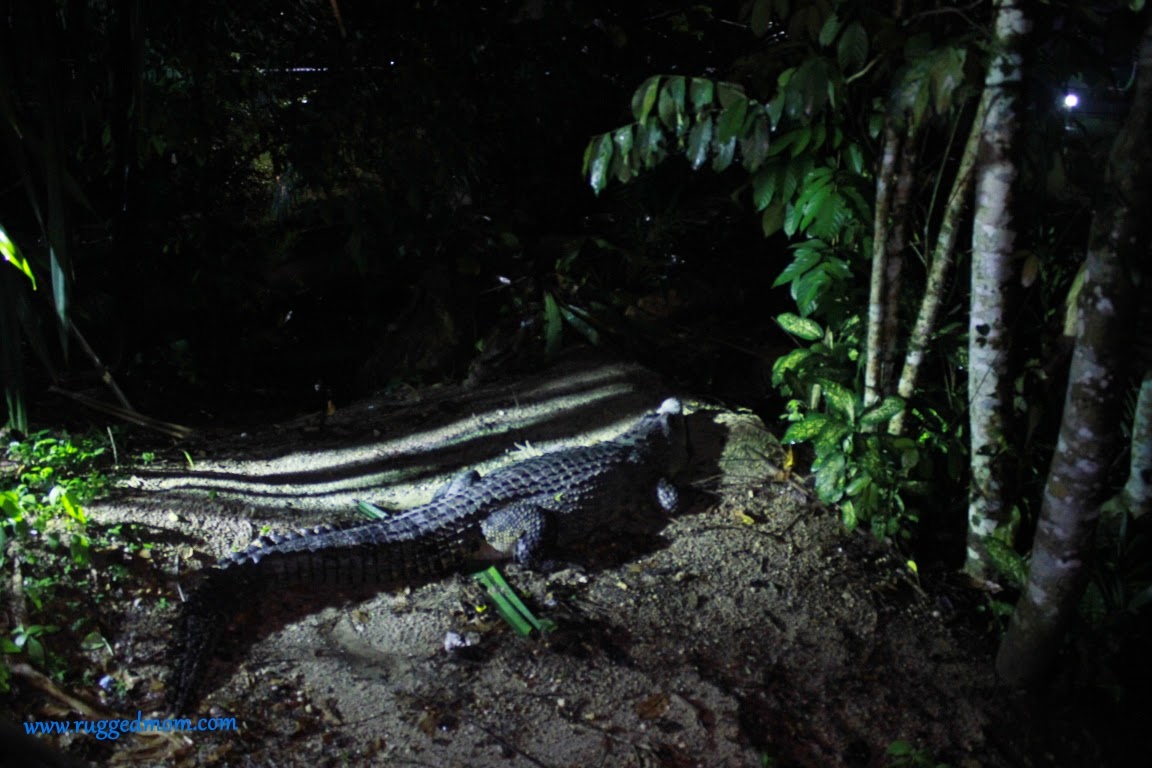Haiwan membuas di Taiping Night Safari - Ruggedmom.com