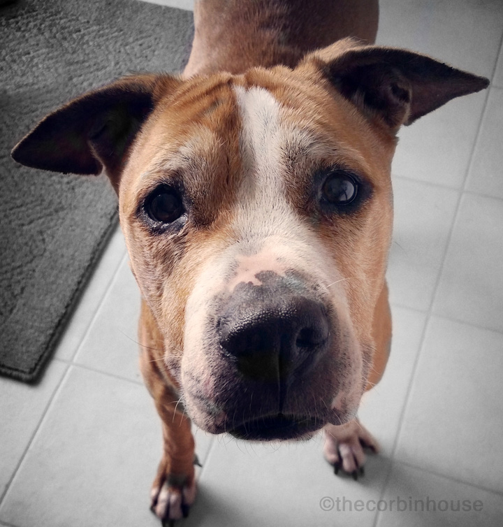special needs dog adoption adopting a senior dog