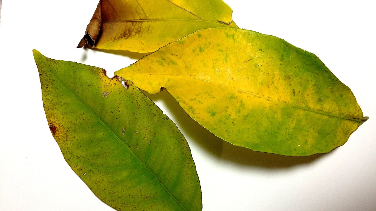 Meyer Lemon Tree Yellow Leaves Yellow Choices