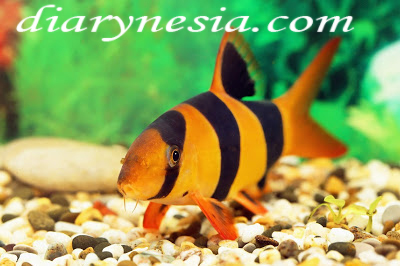 borneo freshwater fish, java freshwater fish, papua fresh water fish, diarynesia