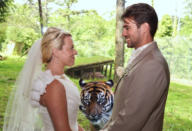 tiger photobombs wedding photoshoot