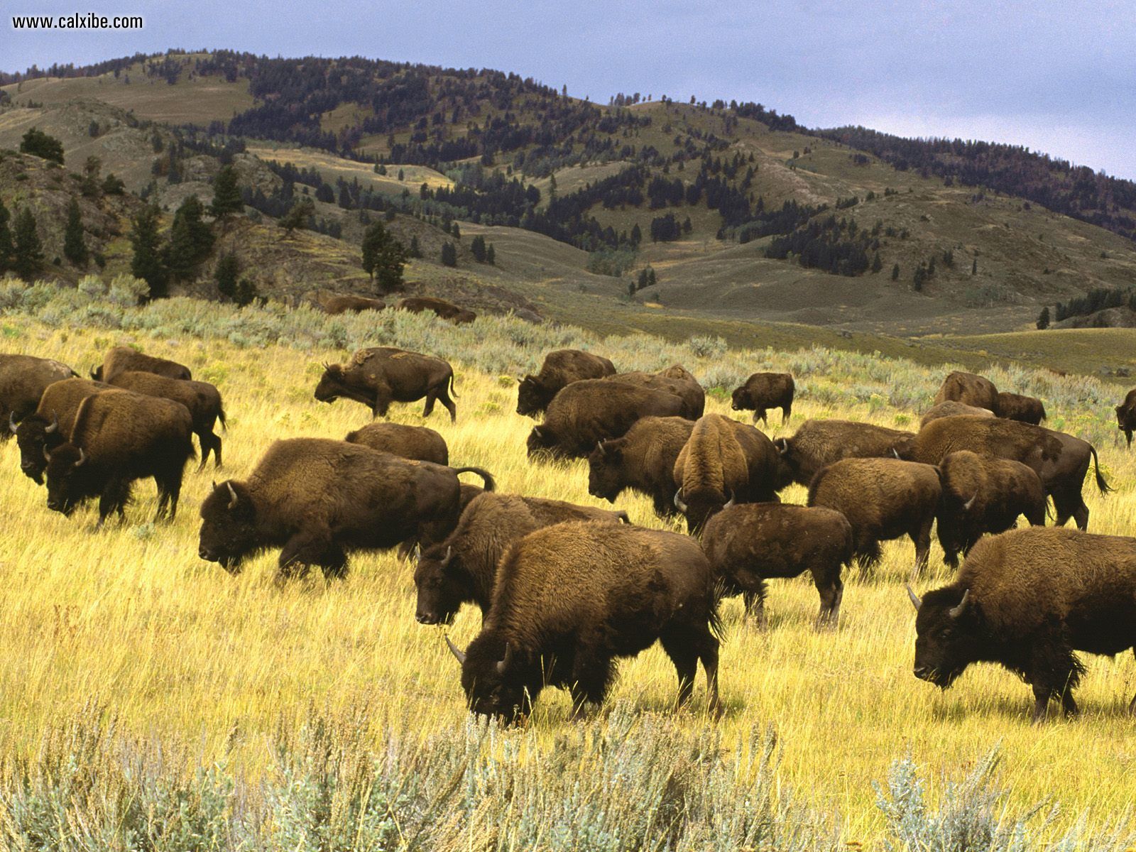 yellowstone-national-park-natural-creations