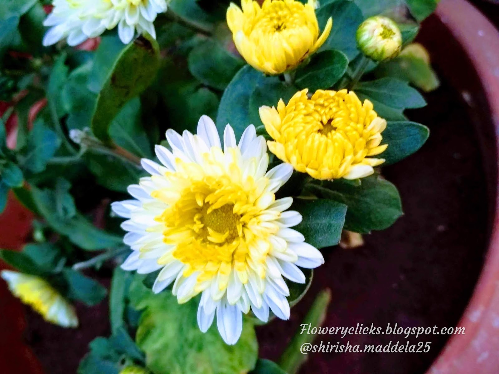 Chrysanthemums mumingtons / chamanthi flower ( చామంతి పువ్వులు)
