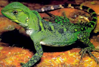 Berbagi Ilmu Beberapa Jenis Spesies Dari Kelas Reptil 