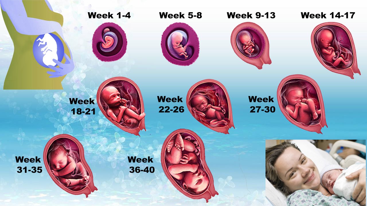 Плод ребенка по неделям. Ребенок в утробе по месяцам.