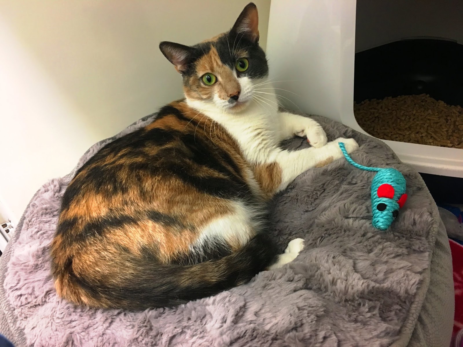 Cats Protection Bridgend Adoption Centre Blog