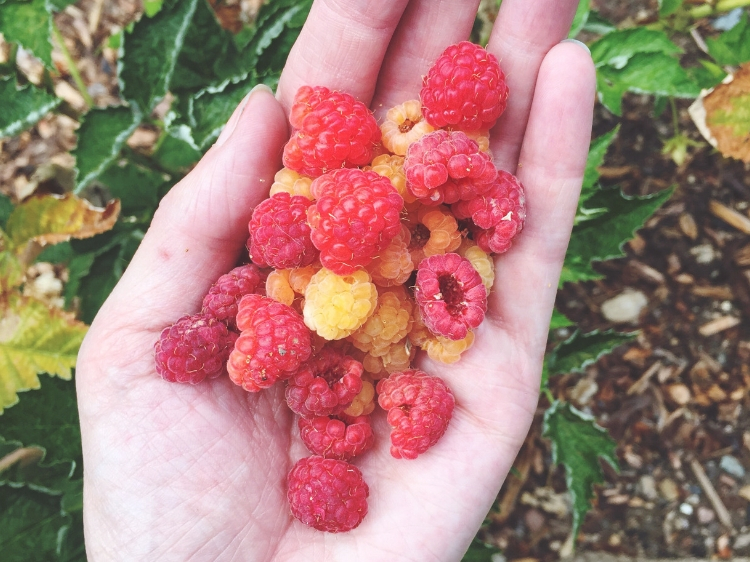 Zone 6 & 7 Garden Tasks for August THE JOY BLOG