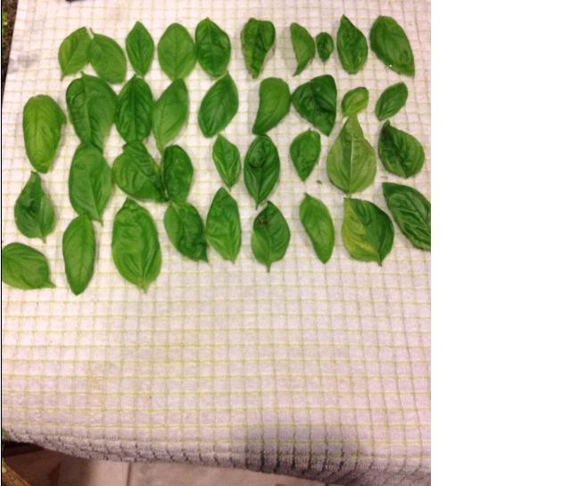 Growing Vegetables In Central Florida