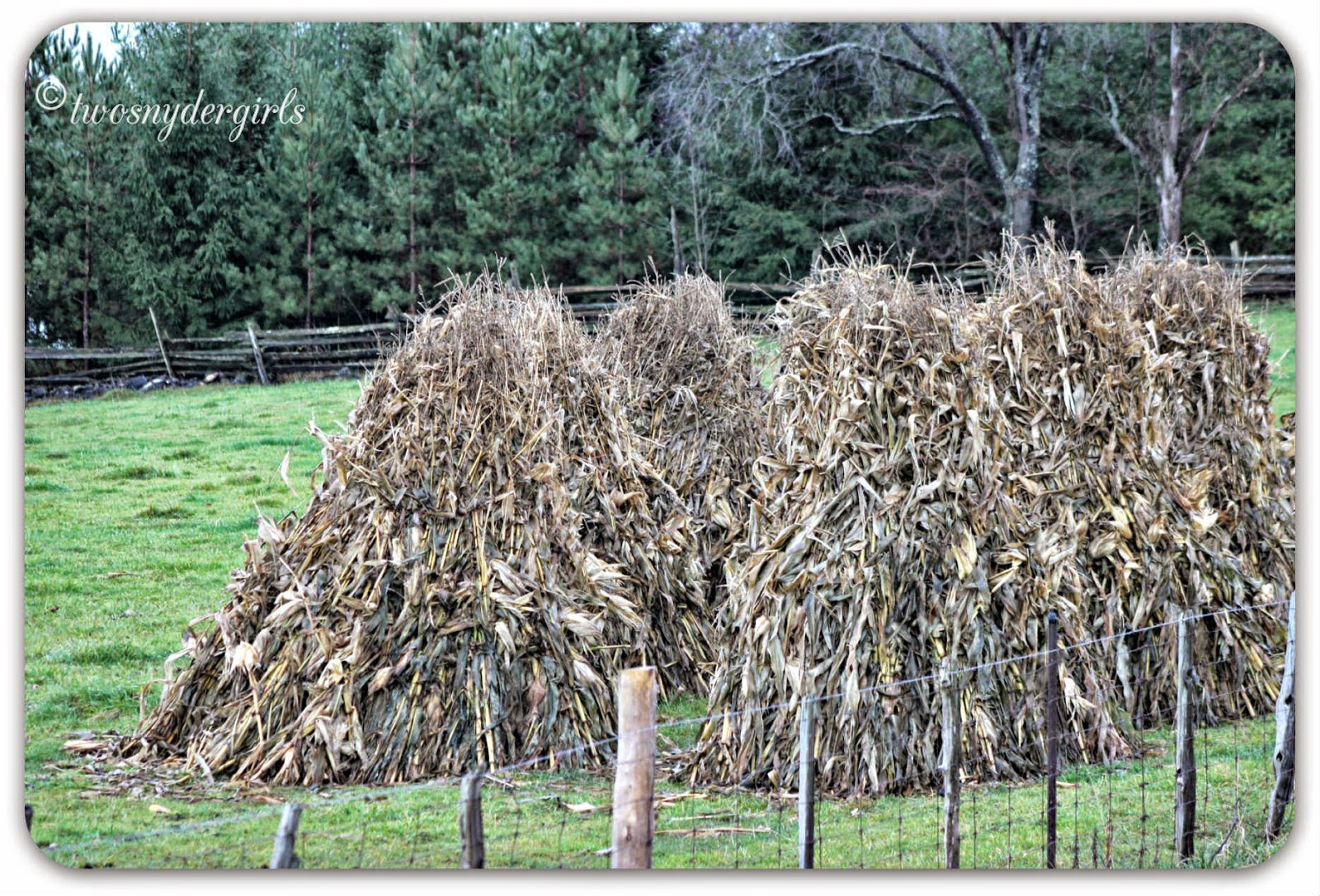 Corn Stooks
