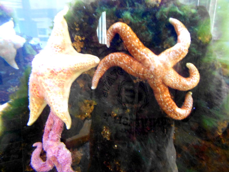From Kansas to Kodiak... Marine Research Center Touch Tank