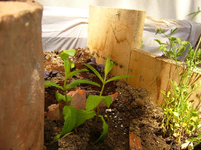 Jardinion Spirale Per Erbe Aromatiche: 80x80 Cm Grigia - Giardino Verticale Per Piante E Spezie