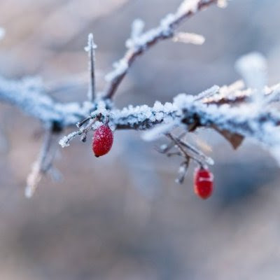To røde bær på med vinterens frost på grenen
- Om lidt, saa er vi skilt ad,
- Som Bærrene paa Hækken