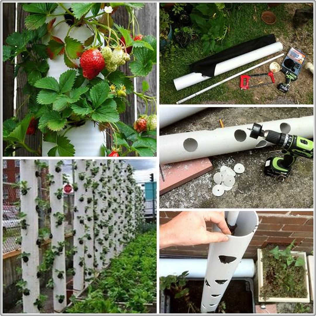 🍓 Wonderful DIY Rain Gutter Strawberry 🍓 Planter Interesting Facts