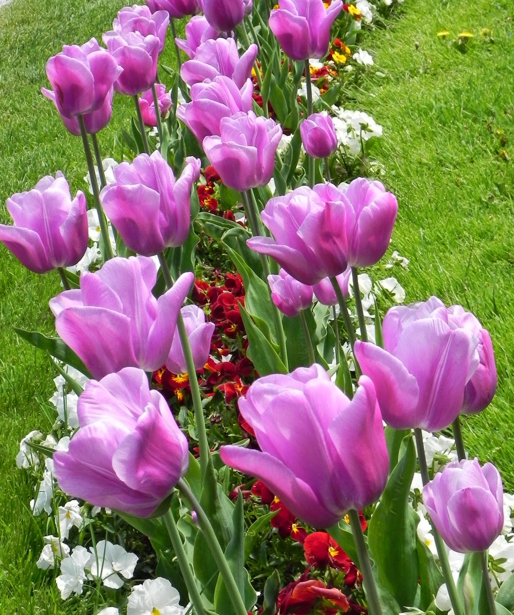 Seindah Tulips....