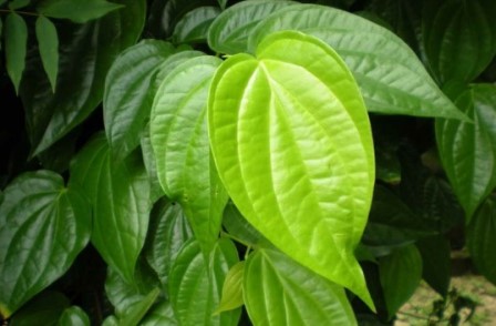 Manfaat Daun Sirih Manfaat Daun Sirih