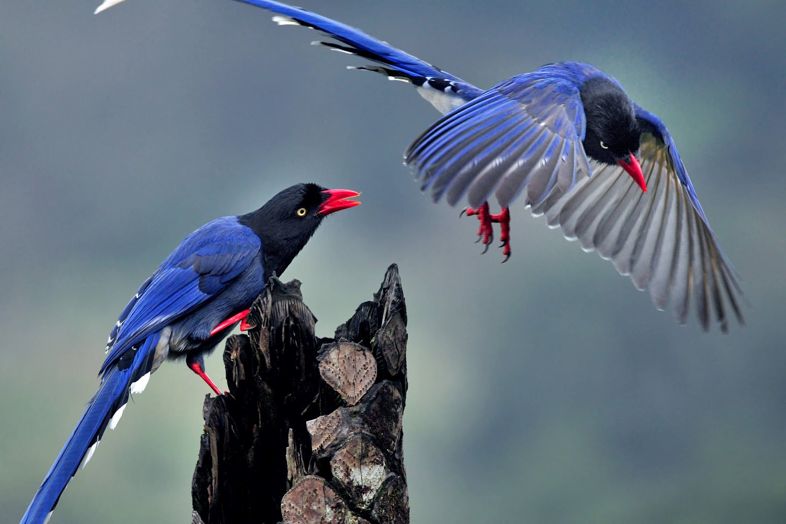 Taiwan Blue Magpie (Urocissa caerulea) Ryan Maigan Birds