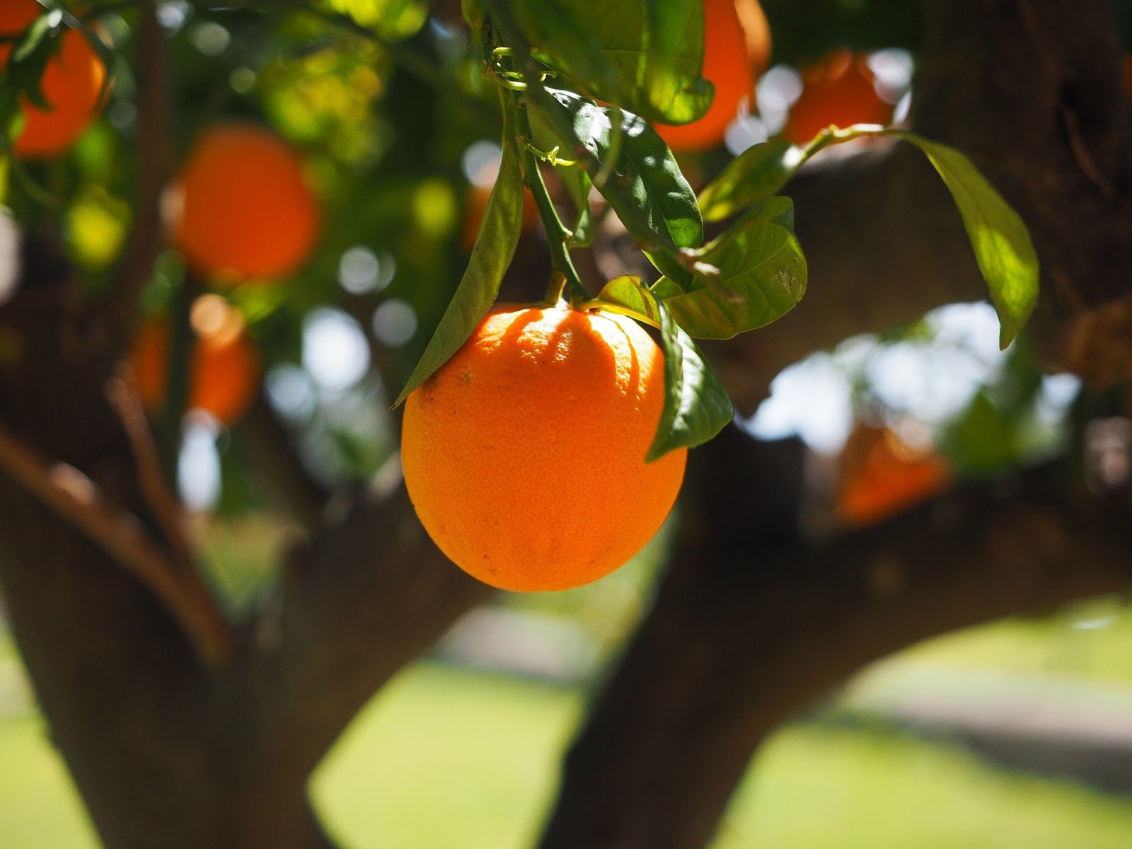 Produção de laranja cresce quase 30% no Pará, segundo IBGE; Capitão Poço é o maior produtor