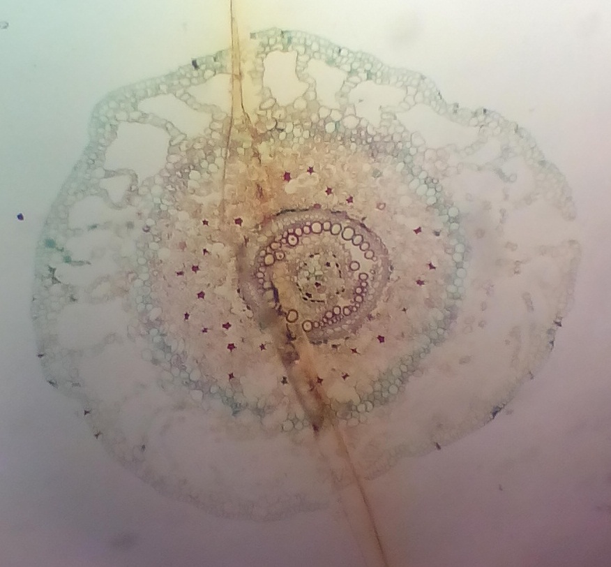 PLANT KINGDOM PERMANENT SLIDES