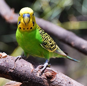 AB Objek Gambar Flora Fauna dan Alam Benda AB Objek Gambar Flora Fauna dan Alam Benda