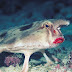 The Pout Of A Red-Lipped Batfish